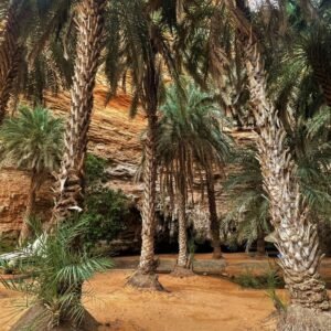 TIMINIT → TERJIT CAMEL TREK